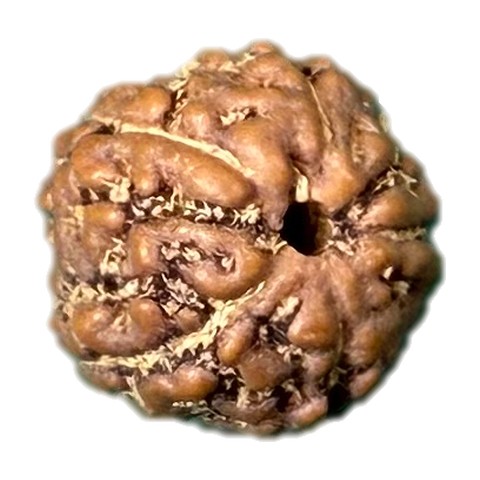 Bodhi Seed photo