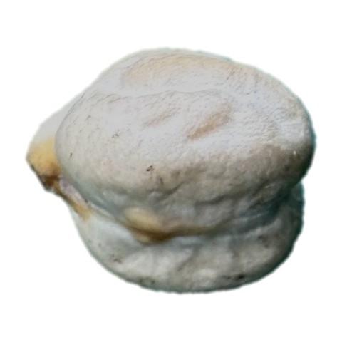 Chickpea photo