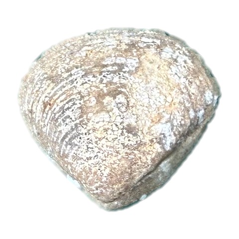 Fossil 1 photo