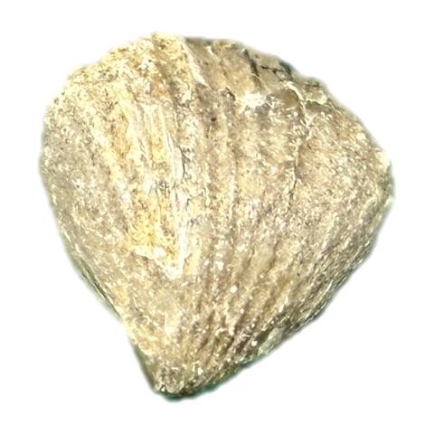Fossil 2 photo