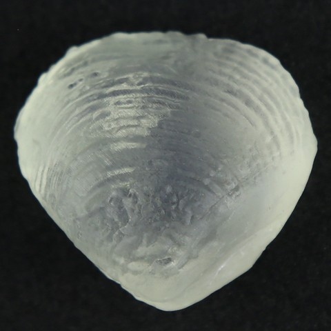 Shell printed object